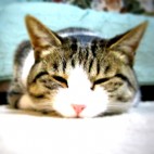 しょーてぃー